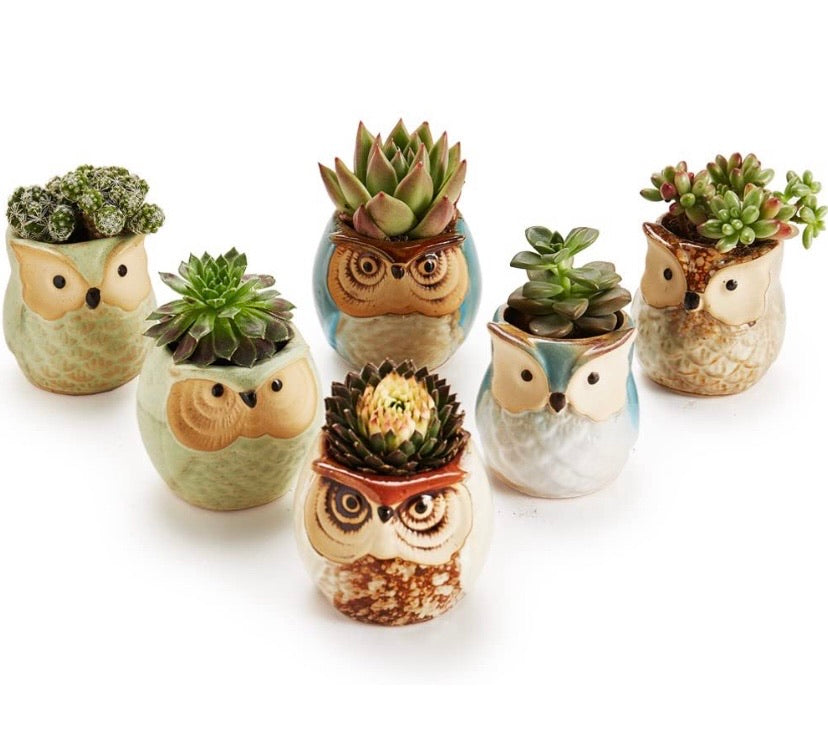 6 in Set 2.5 inch Owl Pot Ceramic Flowing Glaze Base Serial Set Succulent Plant Pot Cactus Plant Pot Flower Pot Container Planter Bonsai Pots with A Hole Perfect Gife Idea