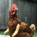 Funny Fighting Chicken Arms