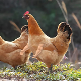 Funny Fighting Chicken Arms